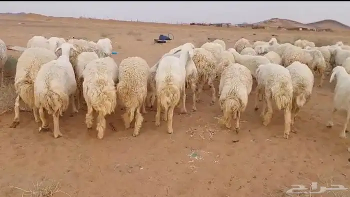 غنم حريات حرش دفيع ومواليد للبيع 4