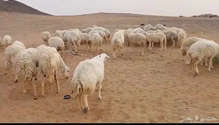 غنم حريات حرش دفيع ومواليد للبيع 3