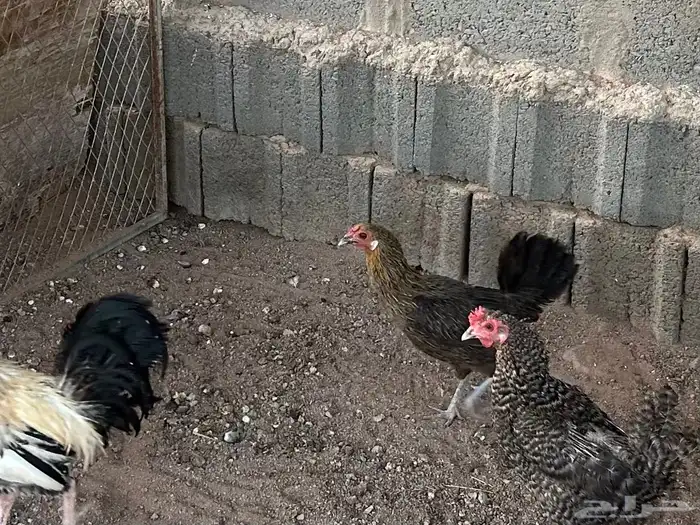 دجاج بلدي 1