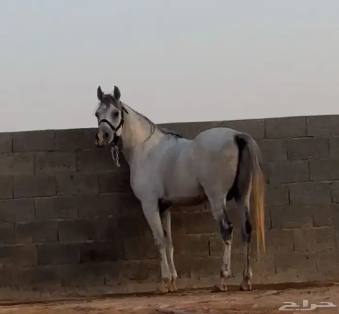 خيل 1