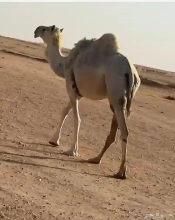 عشراء مبيوع ولدها وضحى 5