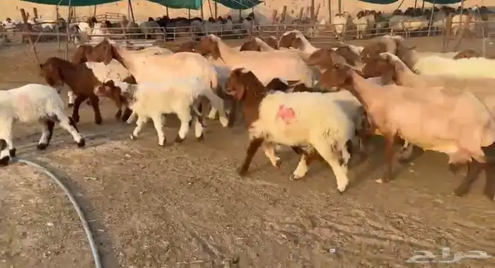 مطافيل نعيم 3