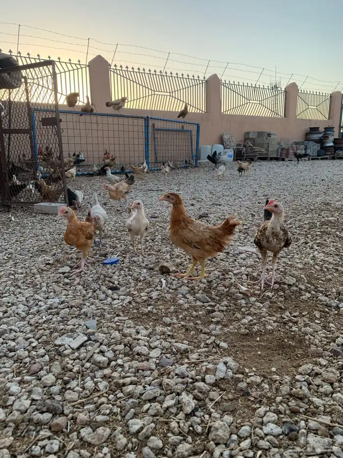 للبيع صوص بلدي فواتح 4