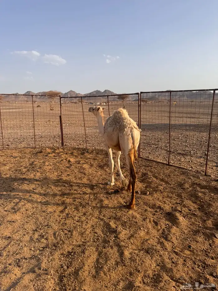 بكرة وضحى لبانية تم البيع 1
