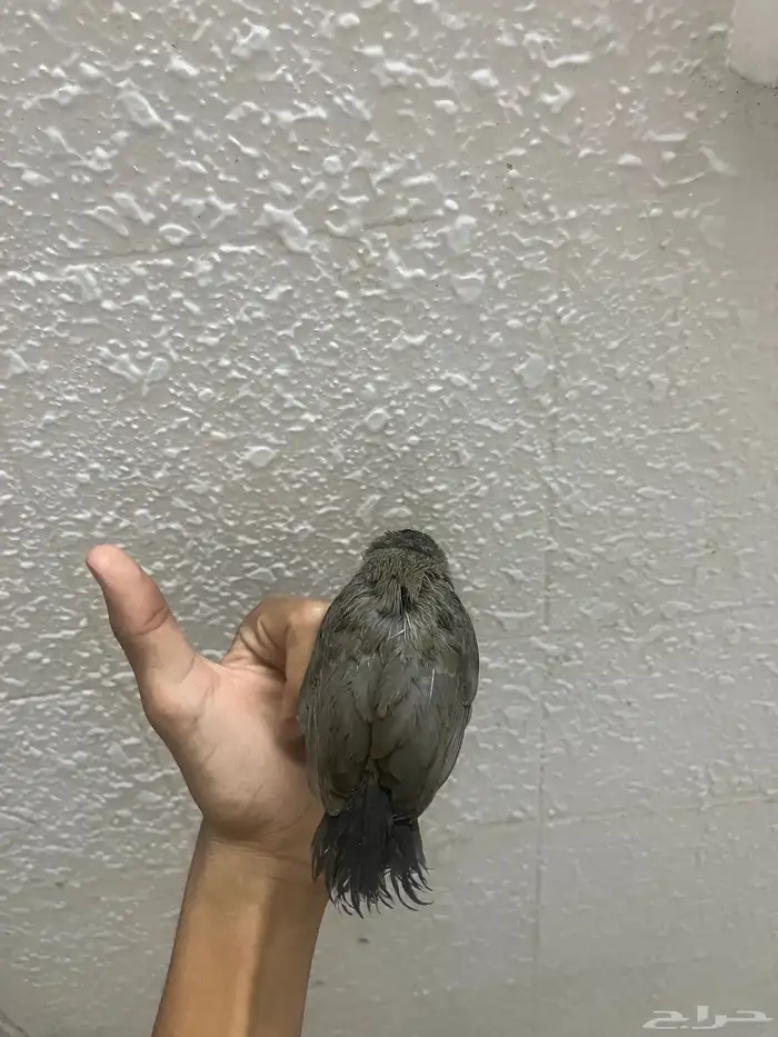 بلبل فرخ 1
