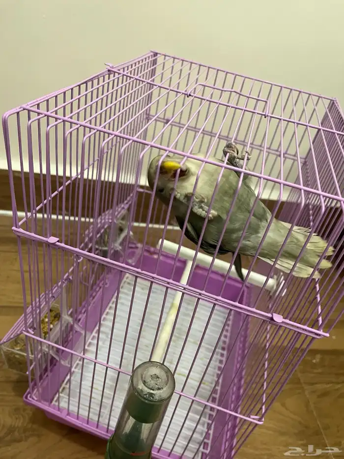 للبيع طير روز اللون موضح بالصوره العمر 3 شهور مع القفص 5