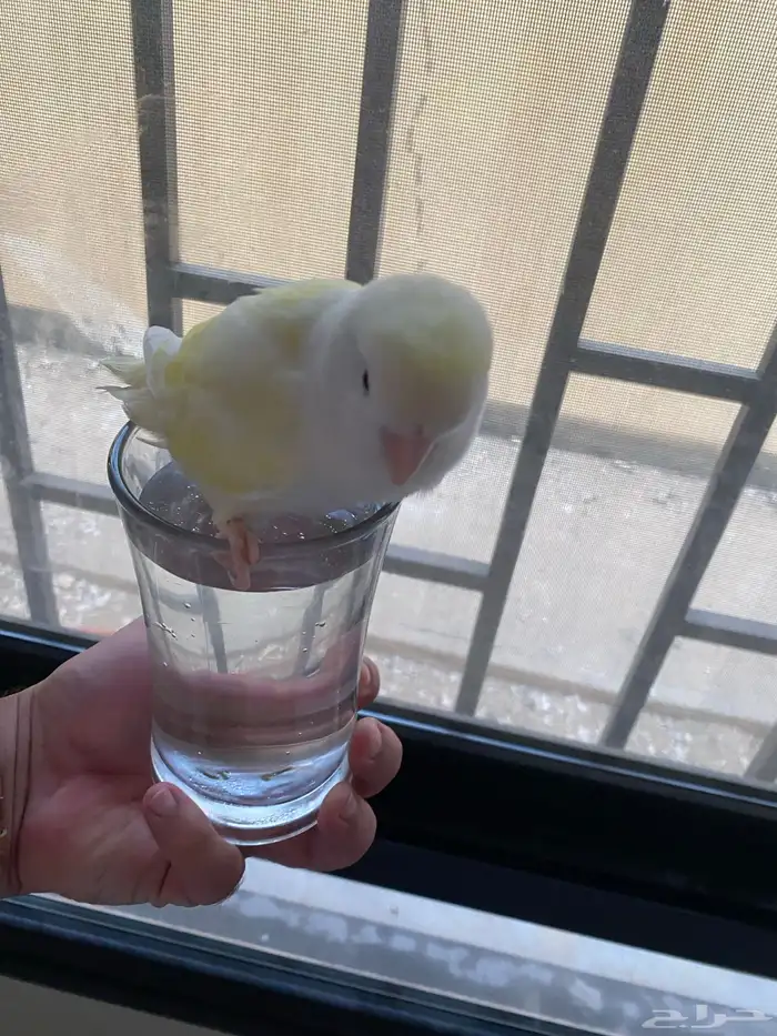 طير روز أليف للبيع 1