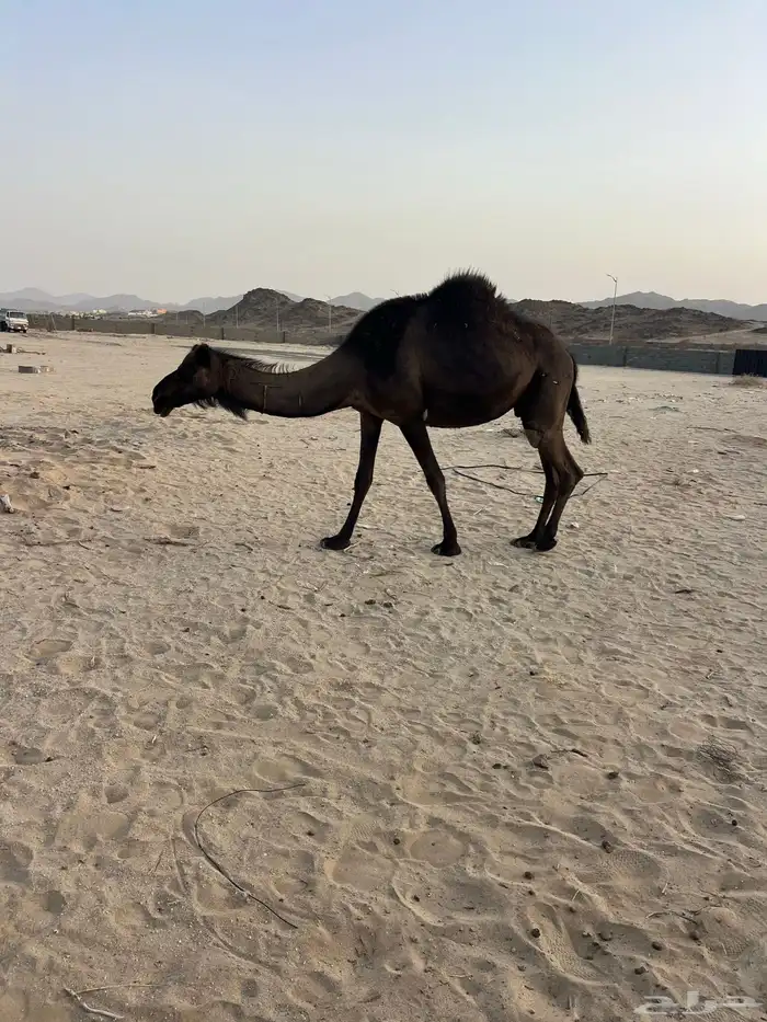 ابل 3