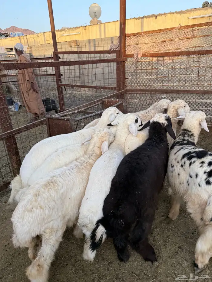 طليان وتيوس ذبايح نظيفه ع الشرط ( سلخ وتوصيل ) 5