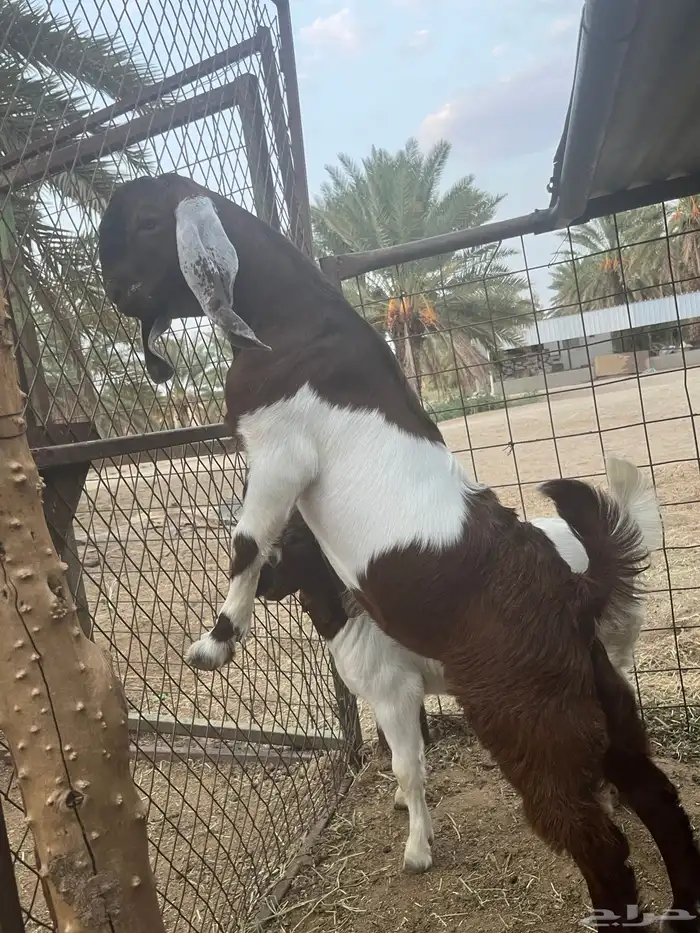 تيس وجفره هجين بورقوت 4