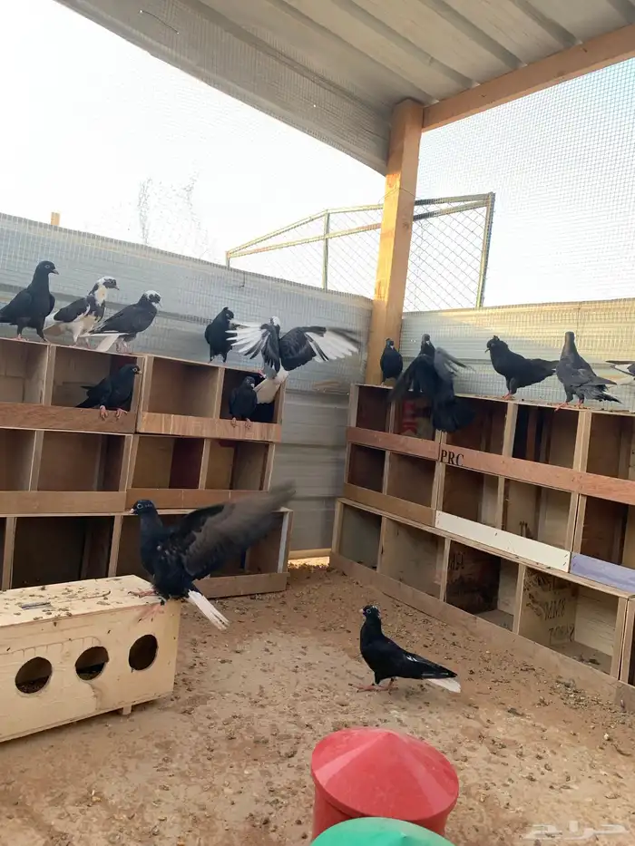 طبات على الترسيم اهلها معاريف 0