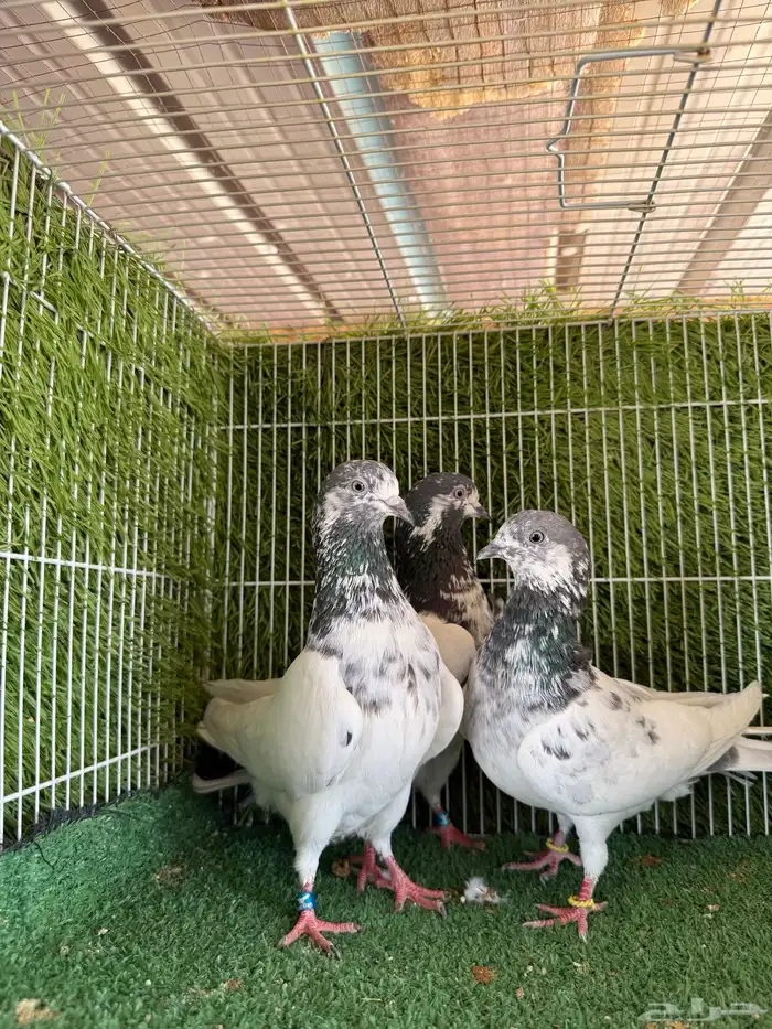 جميع النسول الحمام الباكستاني 20
