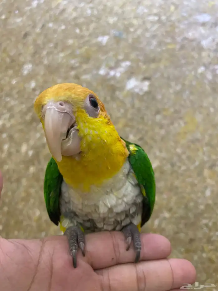 كايك وايت بيلي 4