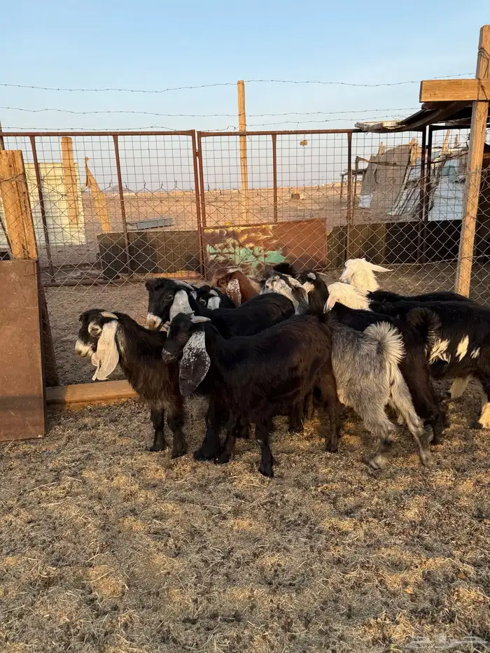 تيوس وطليان ذبائح نظيفه بريه ع الشرط ( سلخ وتوصيل ) 4