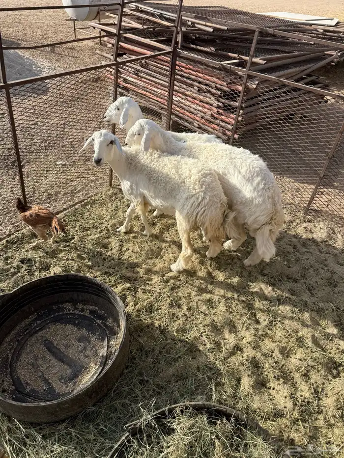 للبيع رخال ذبايح 0