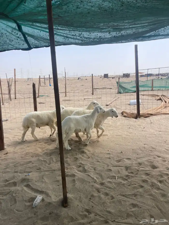 طليان حري نظيفه من المراح يتوفر ذبح وتوصيل 4