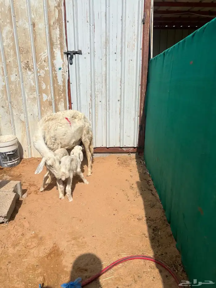 حريه متوم بخروف ورخل 0