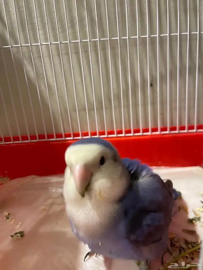 روز للبيع عمره 3 سنين ونص 0
