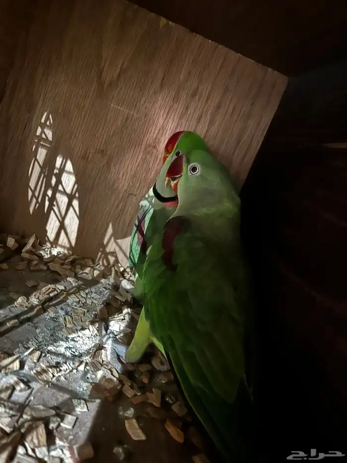 جوز دره نيبالي 2