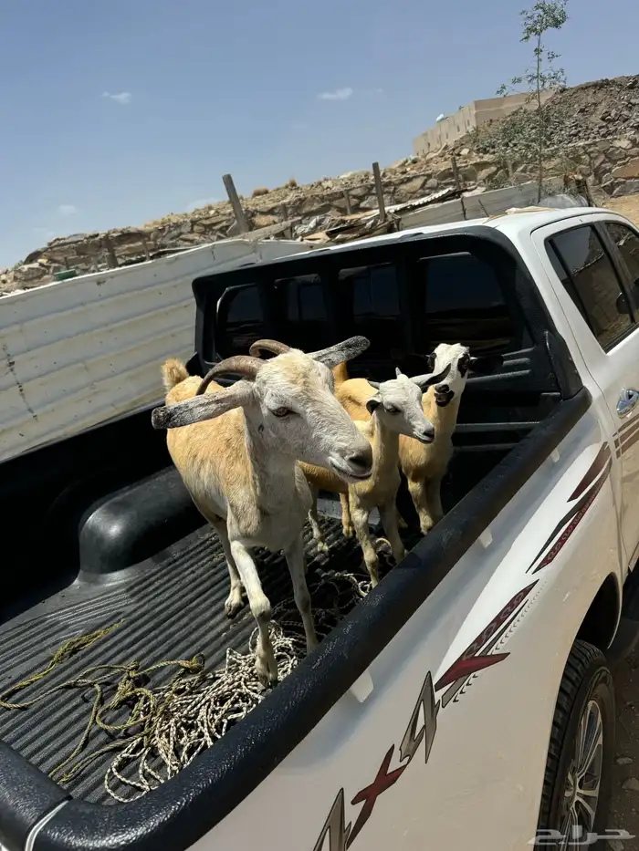 عنز بيشية عليها جفرتين سنها جامع 1