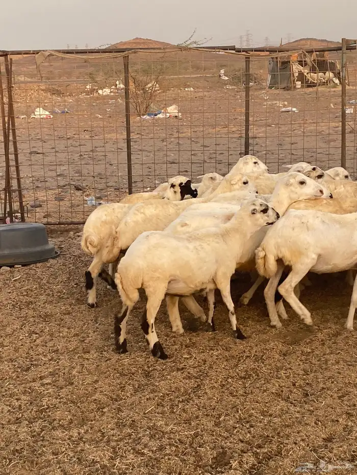 35 رخال جذعات رفيدي السعر 670 5