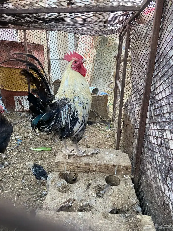 دجاج للبيع 0
