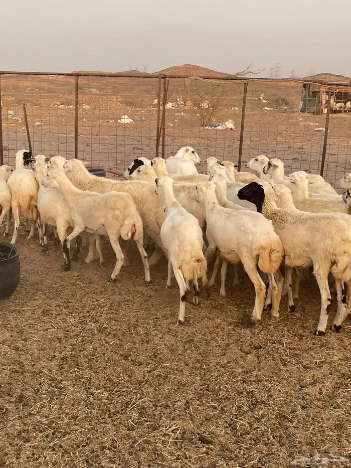 35 رخال جذعات رفيدي السعر 670 8