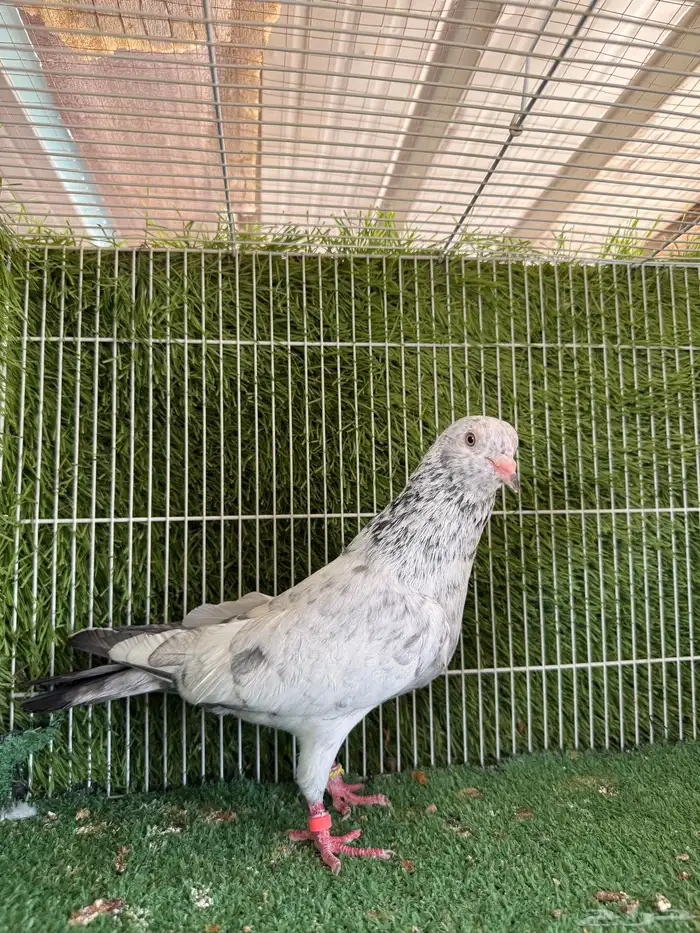 حمام باكستاني ذكر قولدن زيراء 2