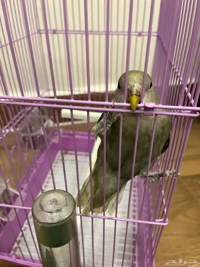 للبيع طير روز اللون موضح بالصوره العمر 3 شهور مع القفص 7