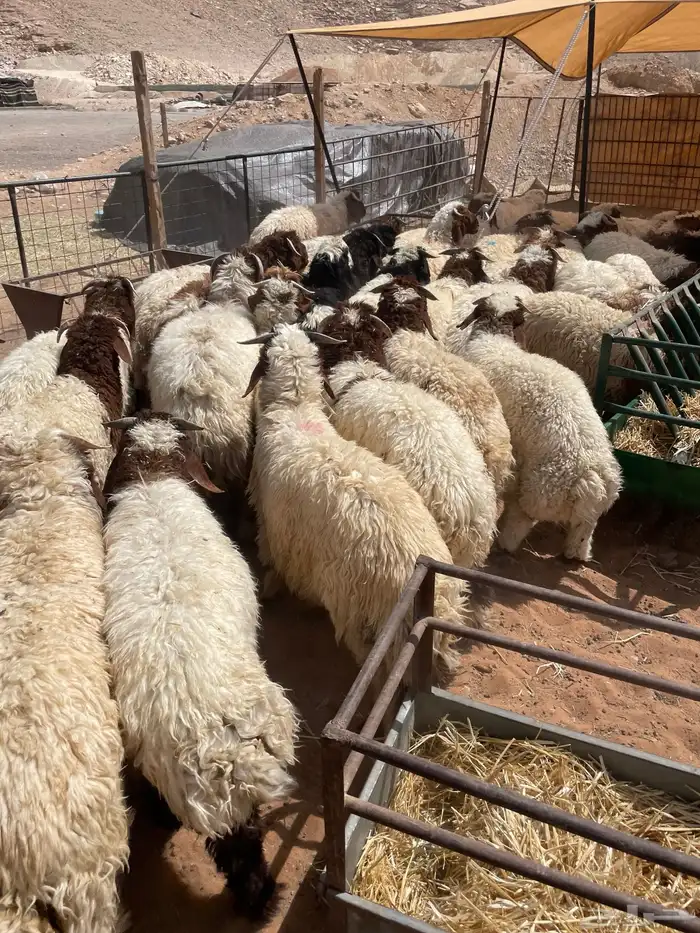 ذبايح نعيم وحري بلدي متوفر تمارا 100 تقييم 7