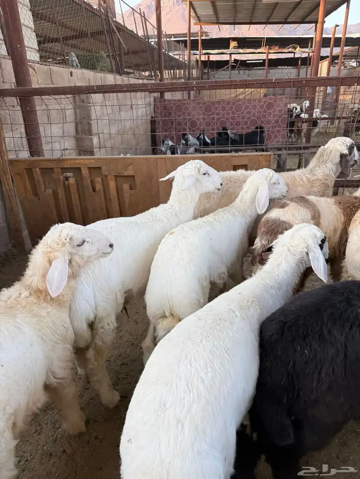 طليان وتيوس ذبايح نظيفه ع الشرط ( سلخ وتوصيل ) 2