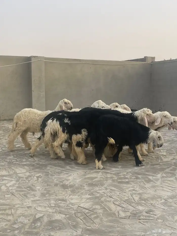 طليان نجد 0