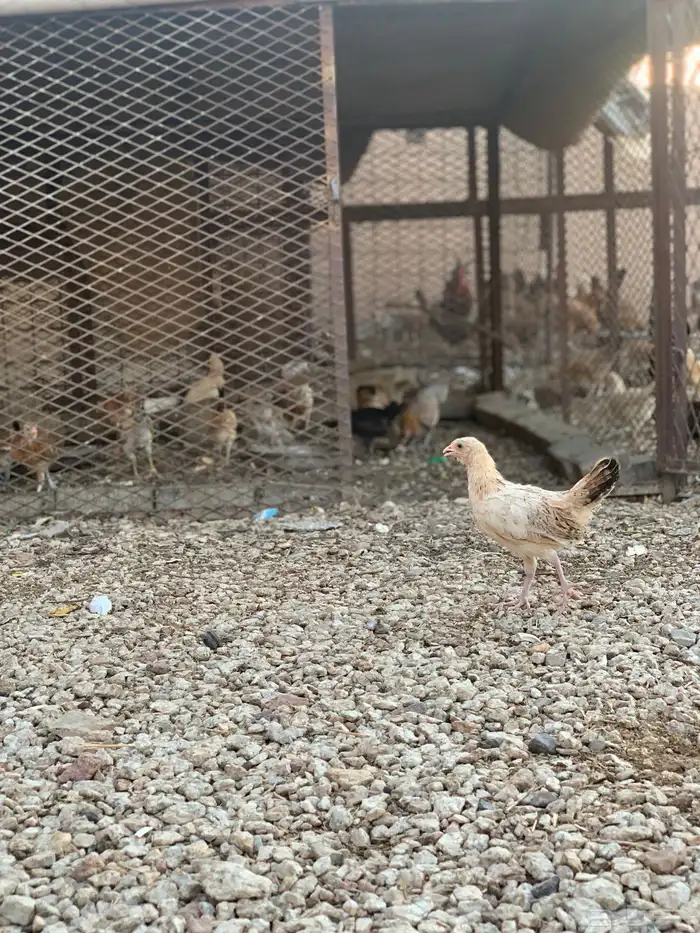 للبيع صوص بلدي فواتح 3