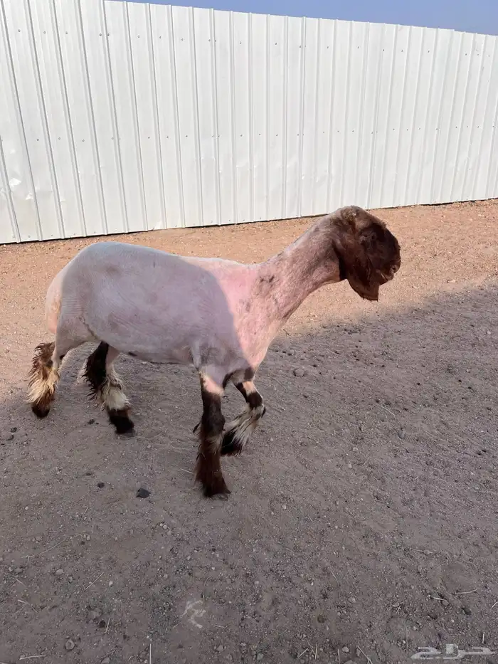 رخل خصم 2