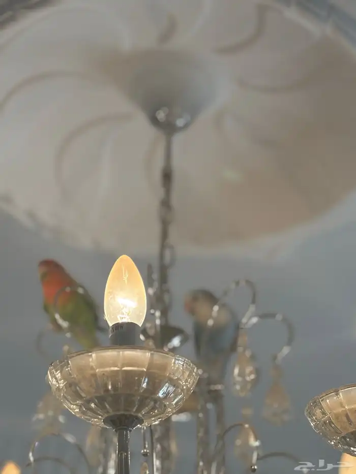طيور روز 3