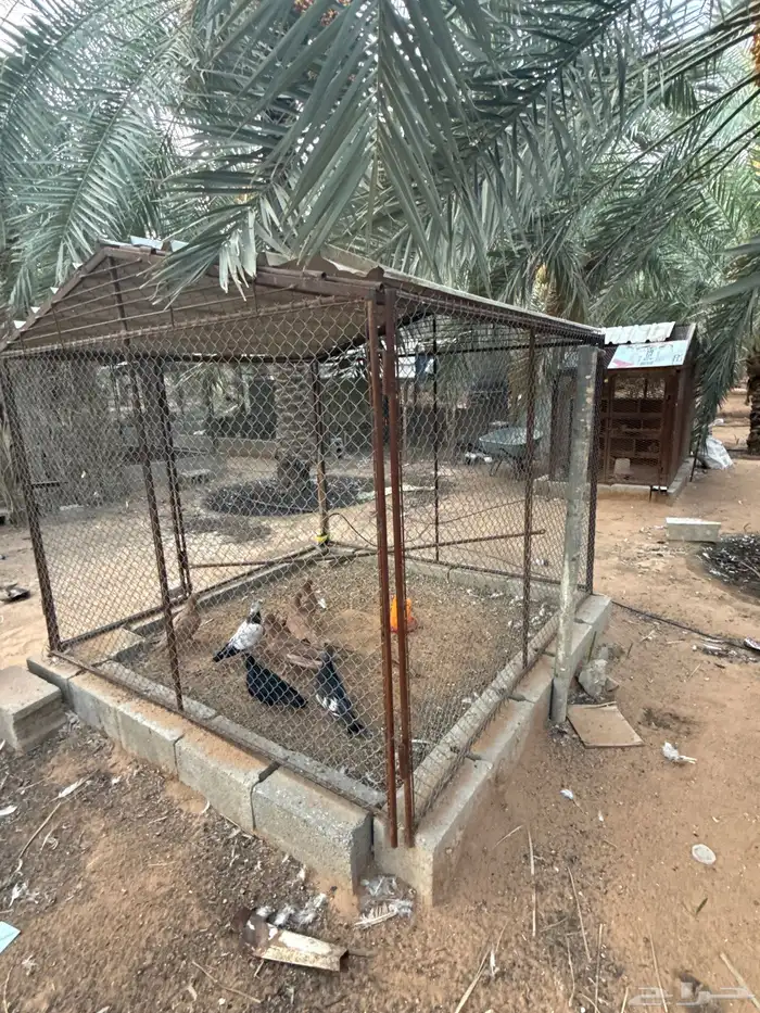 شبك 0