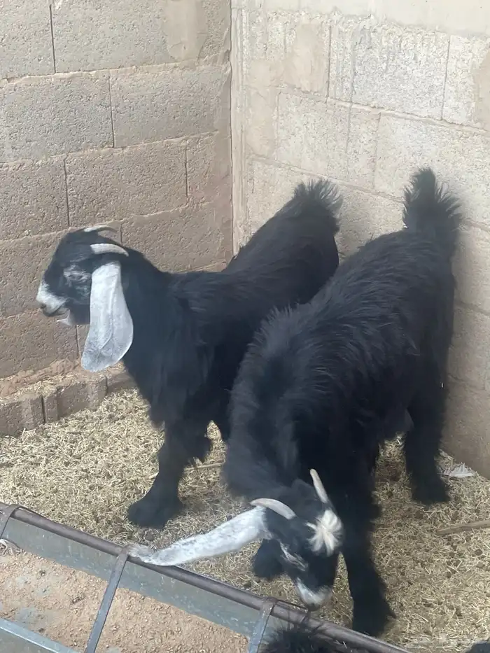 جفار للبيع 3
