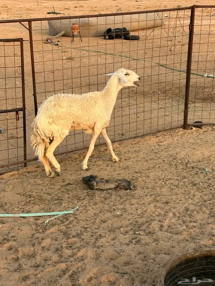 شاه حريه ثنيه 2