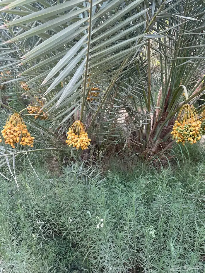 نخل قلايع طيبه ومثمره ومضمونه من كل النواحي 2