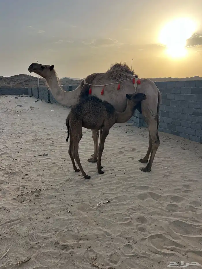 ابل 5