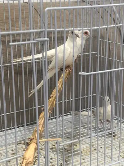 جوز معه فرخه حمام الماسي سنوايت 0