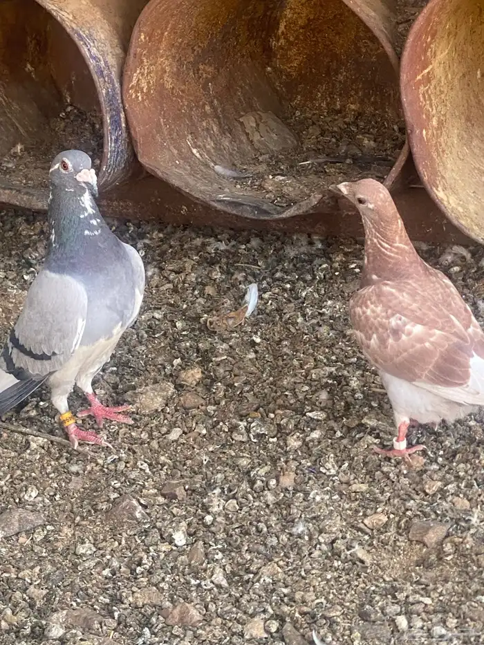 جنوب حايل الروضه 1