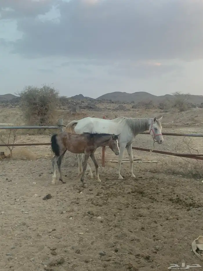 4 خيول شعبيه (فرس ومهرها   حصانين) 0