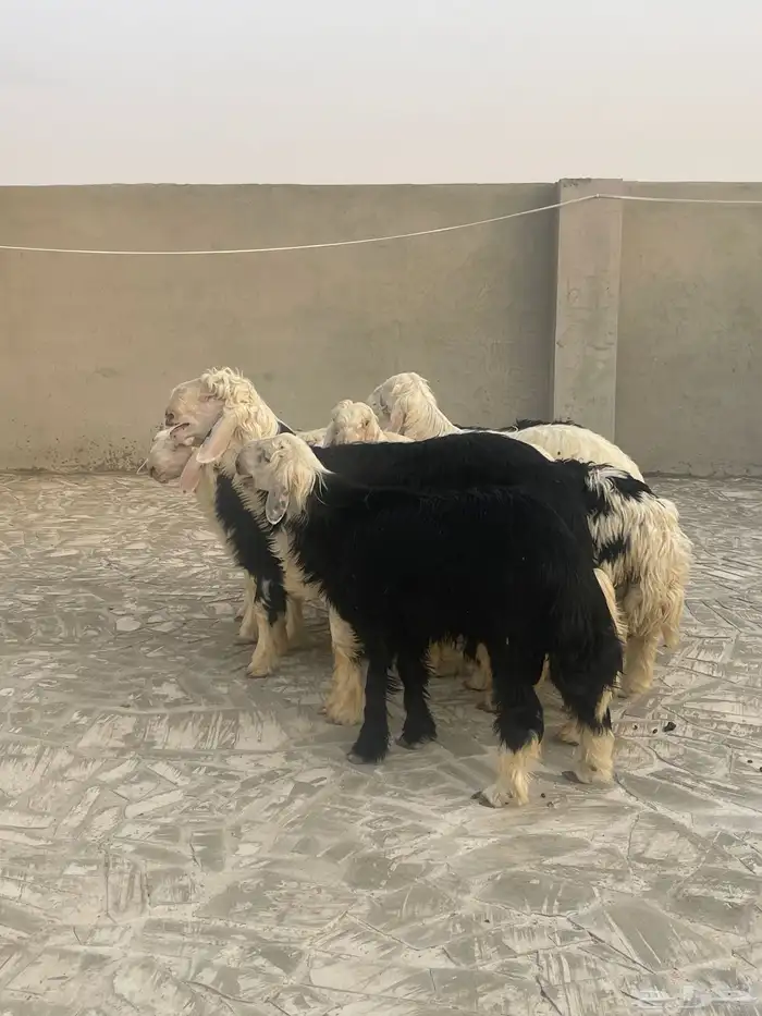 طليان نجد 5