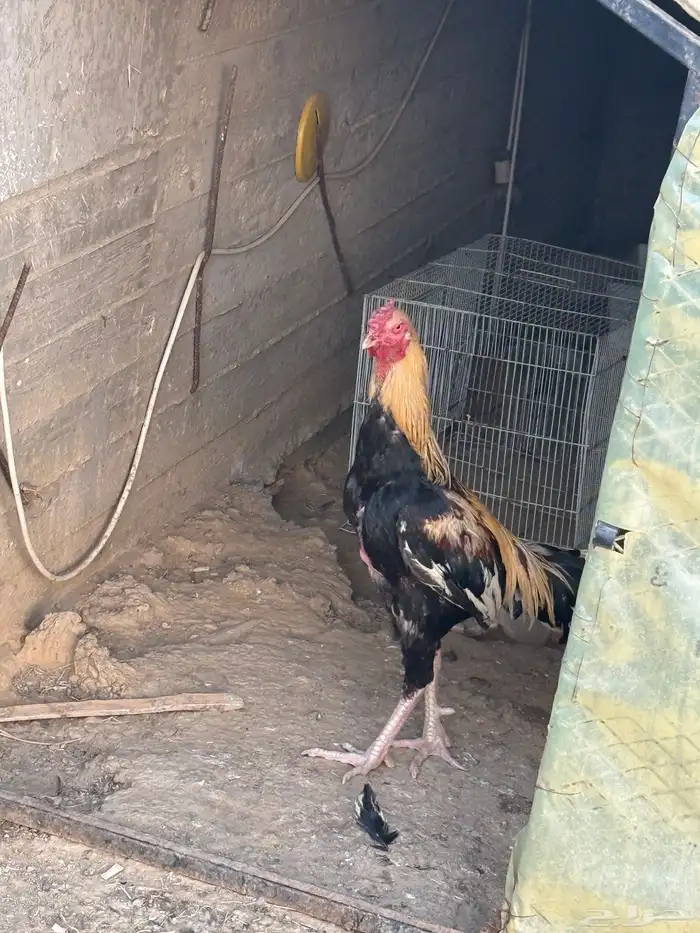 دجاج بكستاني 0