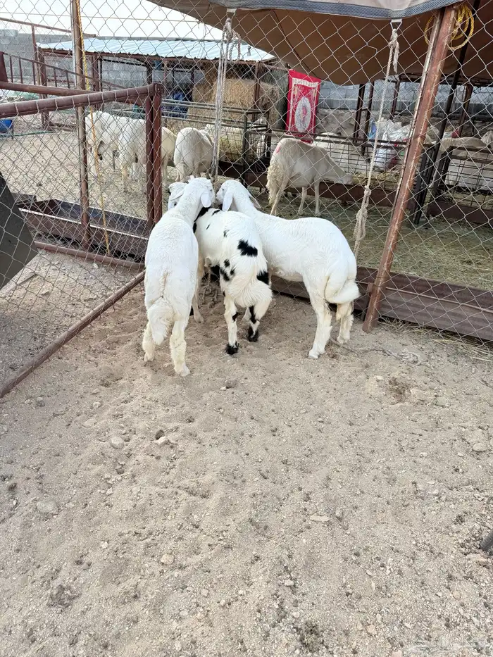 ذبايح للبيع 2