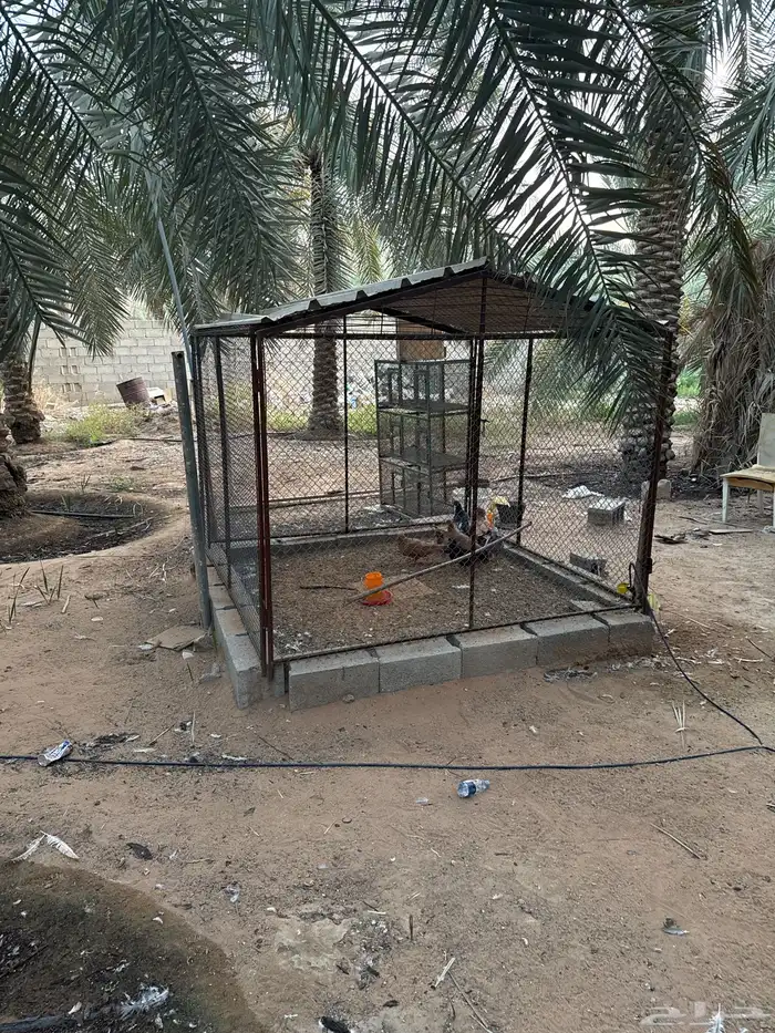 شبك 2