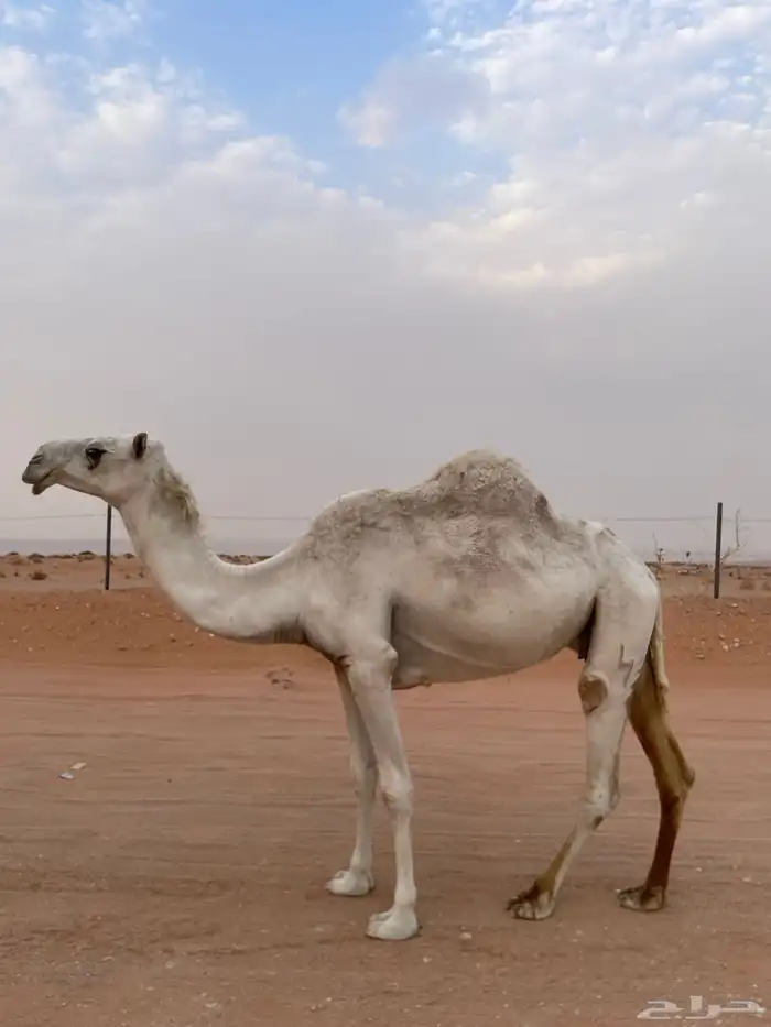 الوضحا 0