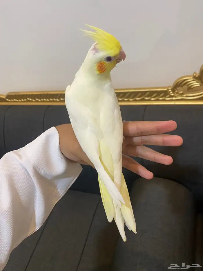 تم(البيع) 0