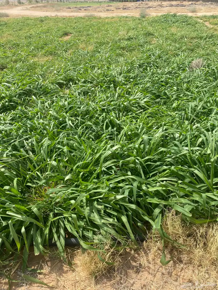 للبيع شتلات بلوكام 0